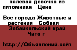 палевая девочка из питомника › Цена ­ 40 000 - Все города Животные и растения » Собаки   . Забайкальский край,Чита г.